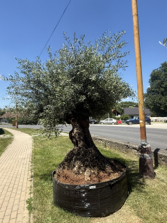 Olea Europaea - olivovník 280-320cm celková výška 