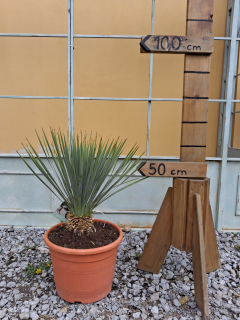 Yucca rostrata - výška s kvetináčom 60-70 cm