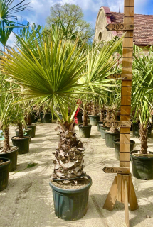 Washingtonia robusta 180-200cm (- 5°C)