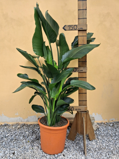 Strelícia nicolai multikmeň, kvetináč šírka 40cm - 150-170cm výška