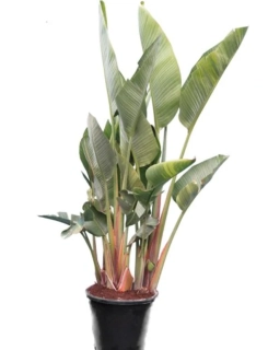 Strelícia augusta multikmeň,  kvetináč 55L - 150-190cm výška 