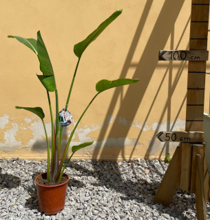 AKCIA - Strelícia nicolai single kmeň - biely kvet 90cm aj s kvetináčom