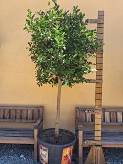 Citrus limone - citrónovník - výška 250-270cm