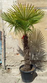 Trachycarpus fortunei výška kmeňa 100cm