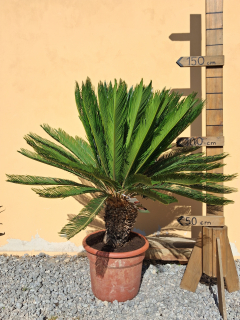 Cykas revoluta, výška s kvetináčom 120 - 140 cm