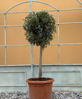 Olea Europaea - olivovník 140-160cm s deco kvetináčom