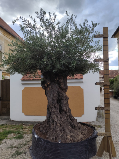 Olea europaea - olivovník OL sieť 4, celková výška 280-300cm