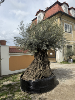 Olivovník Olea europaea - výška 320-350cm s kvetináčom