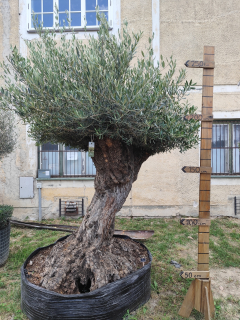 Olea europaea - olivovník OL sieť 2, celková výška 270-300cm