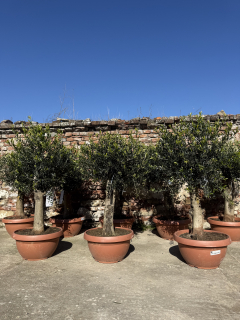 Olivovník Olea europaea, výška 140-160cm kvetináč objem 42L deco