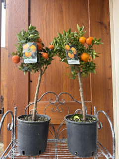 Citrus myrtifolia - chinotto 55-70cm