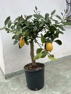 Citrus Lunario hrubší kmeň, výška 60 - 80 cm