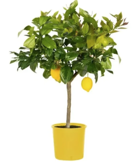 Citrus limone Lunario (s kvetmi alebo plodmi už), výška 60-80cm