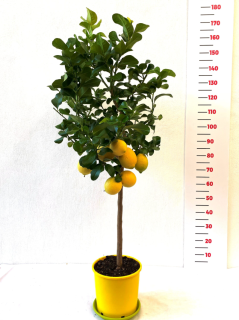 Citrus limone odroda -Zagara bianca 120-150cm