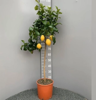 Citrus Carrubaro 120-150cm s kvetináčom