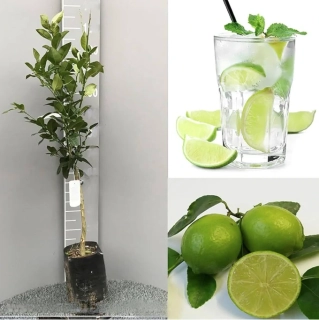 Limetka Lime di Tahiti - výška 130-150cm