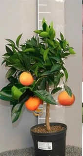 Pomarančovník Vaniglia - 50-70cm výška s kvetináčom