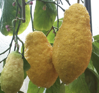 Citrus Cedro Piretto - cedrát - 120-140cm s kvetináčom