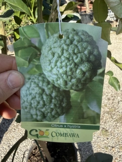 Citrus Combawa Hystrix 160-180cm s kvetináčom