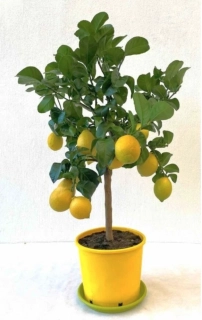 Citrus Limone Carrubaro s plodmi - výška 60/80cm