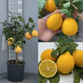 Citrus Meyer/Citrónovník Meyer s plodmi, výška 60-80cm s kvetináčom