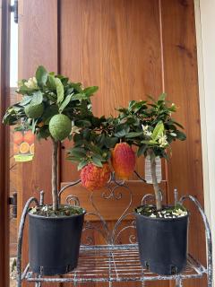 Citrus Limone Rosso (červený citrus) - výška 60-70 cm