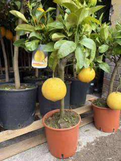 Citrus Pomelo - výška 60/80cm