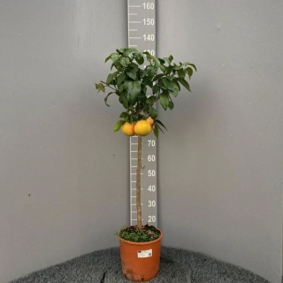 Grapefruit ružový (Grep)- Pompelmo rosa, výška 60-80cm