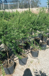 Predobjednávka Fingerlime alebo Caviar citrón 'Rosa'  výška 120-140cm 
