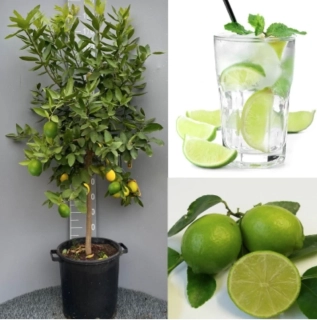 Limetka - Lime di Tahiti výška 140-150 cm