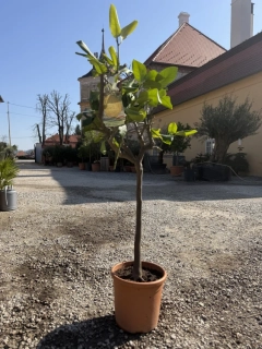 Citrus limone pane 110-140cm