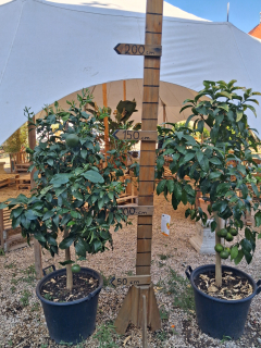 Grapefruit ružový (Grep)- Pompelmo rosa 160-180 cm výška s kvetináčom