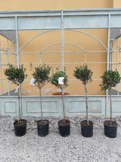 AKCIA - Olea Europaea - olivovník 110-120cm celková výška