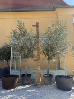 Jarná akcia - Olivovník - Olea Europea, výška 230-270cm, kvetináč: 35-45L
