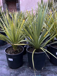 Cordyline indivisa - zelená 50cm