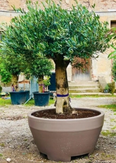 Jarná akcia - Olea europaea, deco kvetináč 90L výška s kvetináčom 170 - 180cm