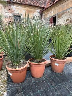 Dasylirion serratifolium 80-100cm