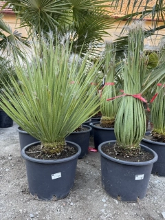 Dasylirion serratifolium 120cm