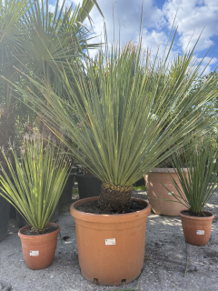 Dasylirion serratifolium 140cm s kvetináčom