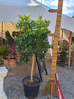 Pomarančovník krvavý - Citrus Arancio Moro - 180-200 cm výška s kvetináčom