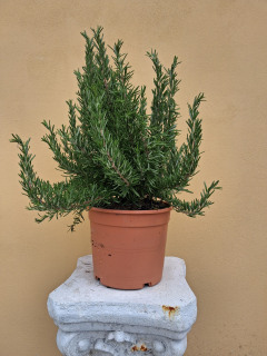 Rozmarín lekársky - 30-40cm výška rastliny