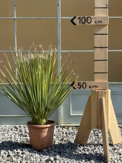 Dasylirion serratifolium 80cm s kvetináčom (-10’Celzia)