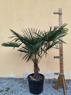 Trachycarpus fortunei, výška kmeňa 40-50 cm