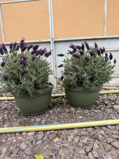 Levanduľa lekárska výška 40cm