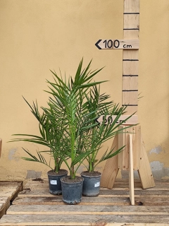 Ďatlovník kanársky- Phoenix canariensis, krásna rastlina s viditeľným kmeňom už, mrazuvzdornosť do -6 až -10st. Celzia, výška s kvetináčom 60-70 cm ( -6°C)