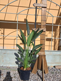 Strelícia kráľovská reginae multikmeň, výška 100-120cm s kvetináčom