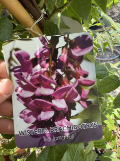 Vistéria Brachibotrys 200-220cm (Wisteria chinensis)