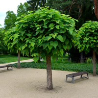 Catalpa Bignoides Nana - Katalpa nana výška 270-300cm s kvetináčom