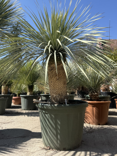 Yucca rostrata výška s kvet. 140-150 cm, do -22´C