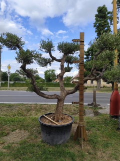 Olea Europaea - olivovník POM-POM Bonsaj 1, výška 250-270 cm s kvetináčom